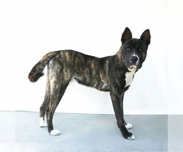 Medium Photo #3 Akita-Unknown Mix Puppy For Sale in Pasadena, CA, USA
