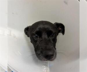Labrador Retriever-Unknown Mix Dogs for adoption in Conroe, TX, USA