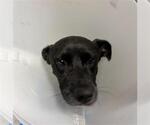 Small Labrador Retriever Mix
