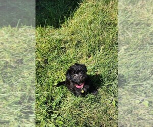 Yorkshire Terrier Puppy for sale in WATERLOO, IA, USA
