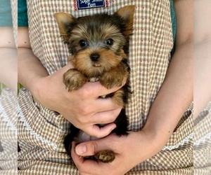 Yorkshire Terrier Dogs for adoption in SEATTLE, WA, USA
