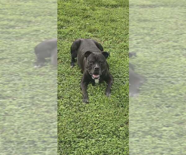 Medium Photo #1 Boxer-Unknown Mix Puppy For Sale in Evansville, IN, USA