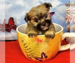 Small #1 Morkie