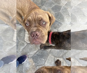 Ultimate Mastiff Puppy for sale in DOWNEY, CA, USA