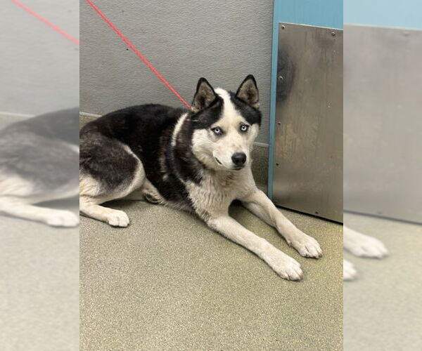 Medium Photo #1 Siberian Husky-Unknown Mix Puppy For Sale in Las Vegas, NV, USA