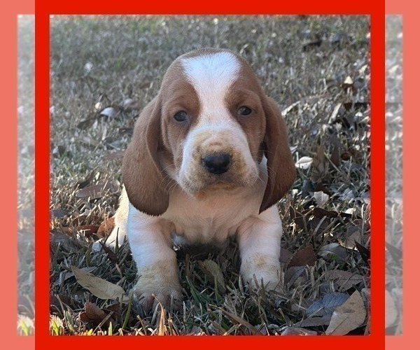 Medium Photo #2 Basset Hound Puppy For Sale in DOUGLAS, GA, USA