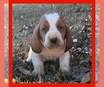 Small Photo #2 Basset Hound Puppy For Sale in DOUGLAS, GA, USA