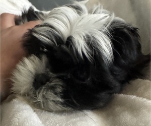 Shih Tzu Puppy for sale in SPIRIT LAKE, IA, USA