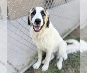 Great Pyrenees Dogs for adoption in Modesto, CA, USA