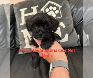 Havanese Puppy for sale in MBORO, TN, USA