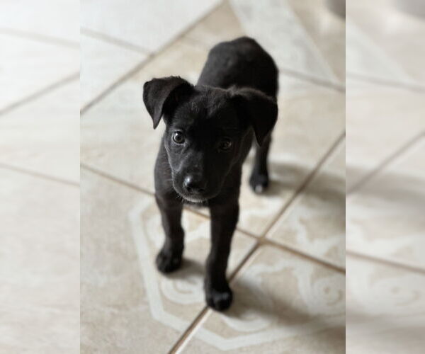 Medium Photo #7 Labrador Retriever-Unknown Mix Puppy For Sale in San Diego, CA, USA