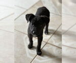 Small #6 Labrador Retriever Mix