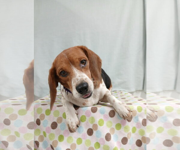 Medium Photo #10 Beagle Puppy For Sale in Murfreesboro, NC, USA