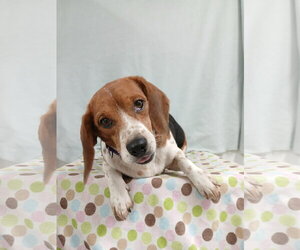 Pixie *Available Soon* - Female Beagle Dog for Adoption - Photo #10