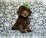 Small #4 Cavapoo (Miniature)