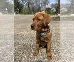 Small #2 Labrador Retriever
