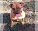 Small Photo #3 Bulldog-Unknown Mix Puppy For Sale in Vail, AZ, USA