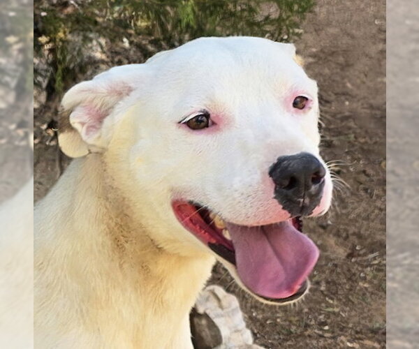Medium Photo #1 American Staffordshire Terrier Puppy For Sale in Albuquerque, NM, USA