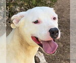 Small American Staffordshire Terrier