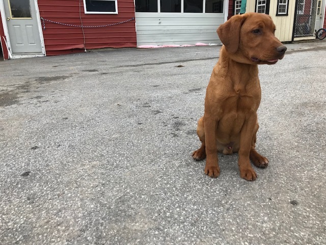 Medium Photo #14 Labrador Retriever Puppy For Sale in BUCK, PA, USA