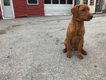 Small Photo #14 Labrador Retriever Puppy For Sale in BUCK, PA, USA