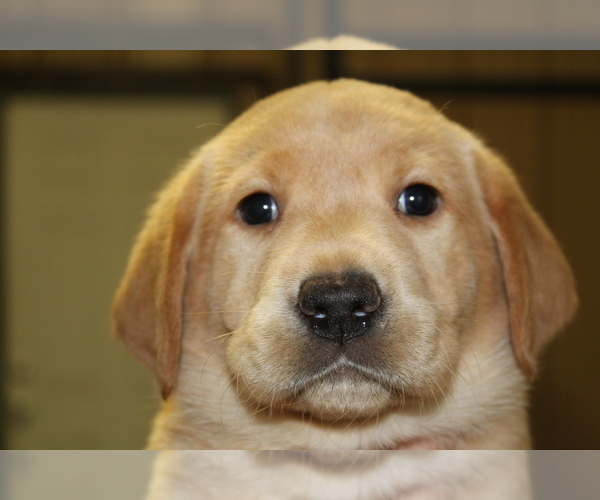 Medium Photo #3 Labrador Retriever Puppy For Sale in LOVELADY, TX, USA