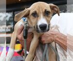Small Photo #7 Labrador Retriever-Unknown Mix Puppy For Sale in Washington, DC, USA