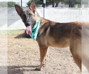 Mutt Dogs for adoption in San Antonio, TX, USA