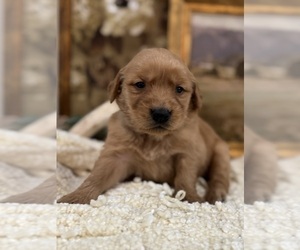 Golden Retriever Puppy for sale in FORDLAND, MO, USA