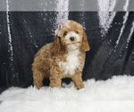 Puppy Capper AKC Poodle (Toy)