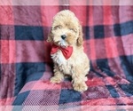 Small #5 Cockapoo (Miniature)