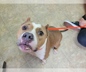Medium American Staffordshire Terrier Mix