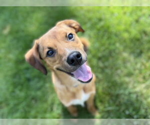 Labrador Retriever-Unknown Mix Dogs for adoption in Plainfield, IL, USA