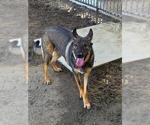 German Shepherd Dog Dogs for adoption in Riverside, CA, USA