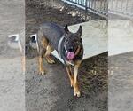 Small German Shepherd Dog