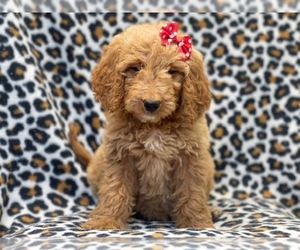 Goldendoodle Puppy for sale in LAKELAND, FL, USA