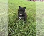Small Photo #1 Pomsky Puppy For Sale in WHEELERSBURG, OH, USA