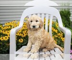 Small #6 Goldendoodle