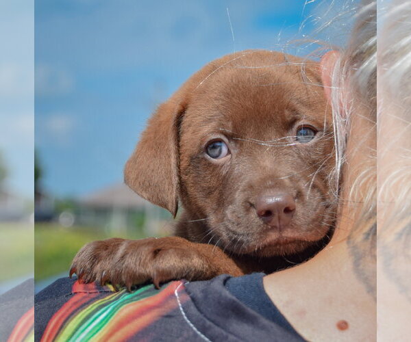 Medium Photo #5 American Bulldog-Chocolate Labrador retriever Mix Puppy For Sale in Huntley, IL, USA
