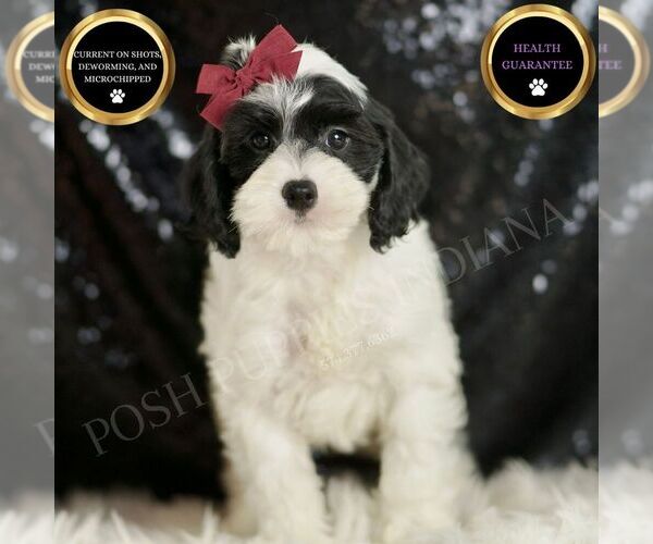 Medium Photo #96 Cavapoo Puppy For Sale in WARSAW, IN, USA