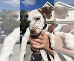 Small Catahoula Leopard Dog Mix