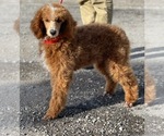 Small Photo #1 Goldendoodle Puppy For Sale in WOOSTER, OH, USA