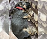 Small #20 German Shepherd Dog