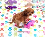 Small #6 Cavapoo (Miniature)-Poodle (Toy) Mix