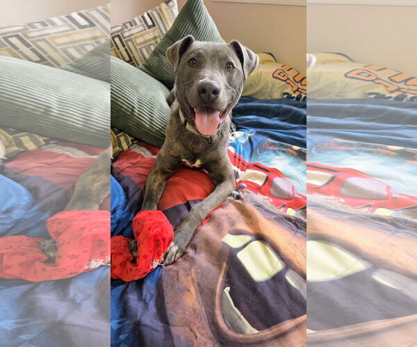 Medium Photo #7 Mutt Puppy For Sale in Rockaway, NJ, USA