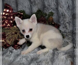 Siberian Husky Puppy for sale in BARNESVILLE, KS, USA