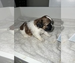 Small Photo #9 Shih Tzu Puppy For Sale in WASHINGTON, DC, USA