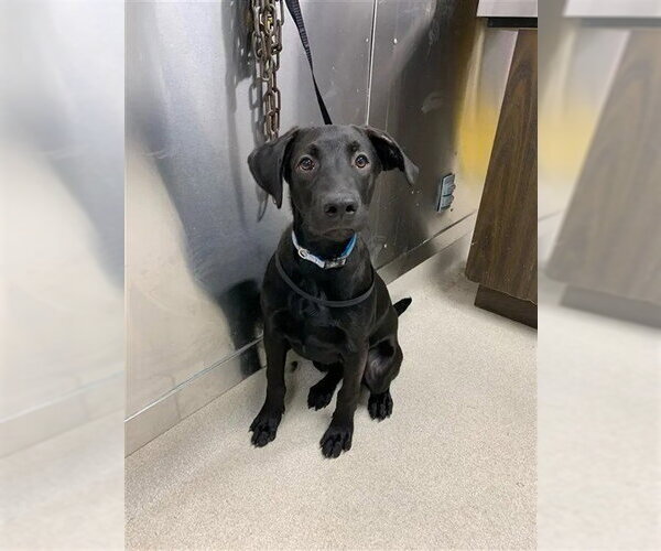 Medium Photo #1 Labrador Retriever-Unknown Mix Puppy For Sale in Fairbanks, AK, USA