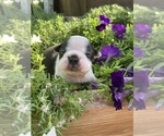 Small #1 Boston Terrier