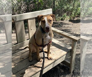 CJ - Male Mutt Dog for Adoption - Photo #8